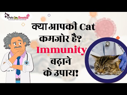 बिल्लियों में Low Immunity  FIV, लक्षण और उपचार | Pet Care Expert