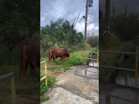 香山鄉村小路遇到🐮