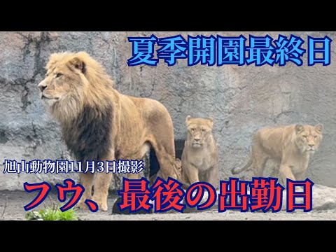 Last day of summer opening, Fuu-chan's last day at work [Asahiyama Zoo Lions]