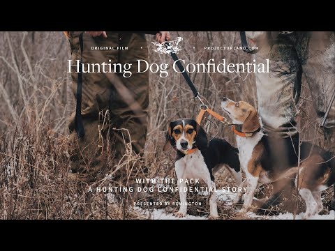 Rabbit Hunting with Beagles - With the Pack