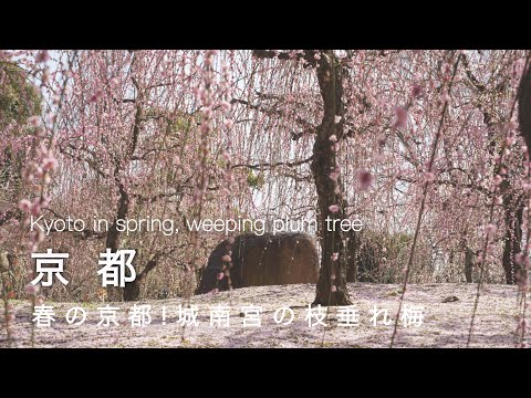 Kyoto vlog] Kyoto in Spring 🌸To Jonan-gu Shrine to see weeping plum blossoms!