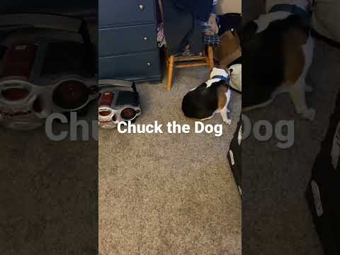 Chuck the Dog goes Alpha with his boom box