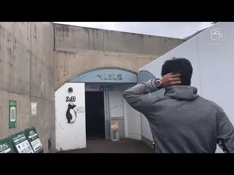 Asahikawa penguins