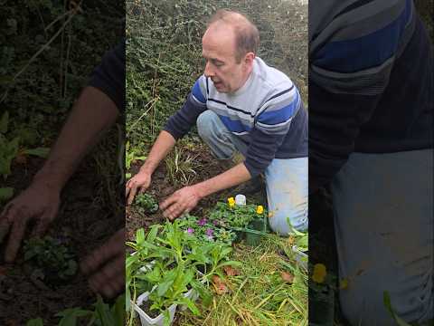 Planting some spring bedding #gardening #permaculture #ediblegarden #herbs #adventure #motivation