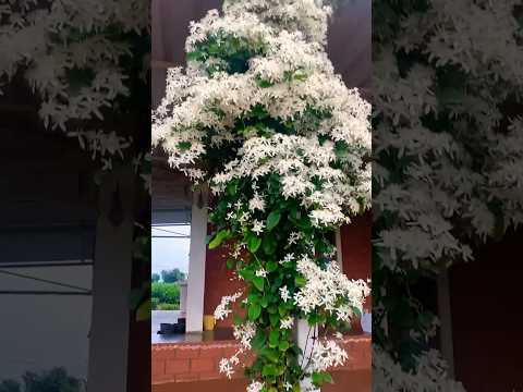 beautiful view of white jasmine