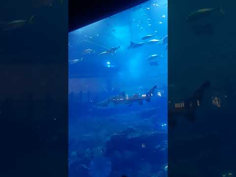 Dubai mall Aquarium #viral #shorts