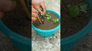 growing vegetables in pots #gardening #gardeningathome