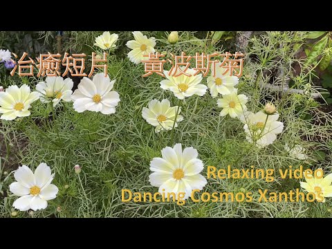 治癒短片- 黃波斯菊 – Relaxing video - Dancing Cosmos Xanthos - {種花篇 Gardening}