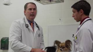 Auburn University Veterinary Clinic - Flea Prevention Tips