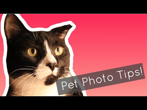 How to take EXCELLENT photos of Cats and Pets