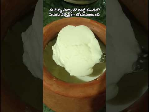 How to set curd perfectly in clay pot//Perfect curd setting//Making curd in clay pot