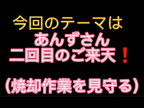 vol.011.あんずの別荘キレイにするワン〔あんずさん二回目のご来天_（わんちゃんと別荘に行く）＋竹を井ろ字型に組んで燃やしてみた。〕20221030