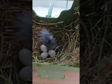 the chick I wanted to see the most! Erytrocephala! #bird #exoticbird #baby #chicks #finches