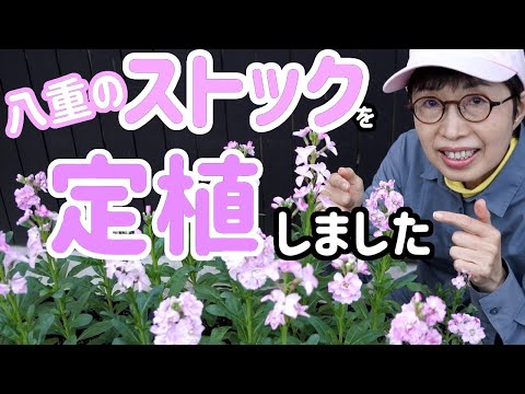 種まきしたストックに花が咲いたので八重の花を定植しました