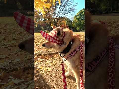 北の丸公園を散歩【介助犬と桃にゃん】 #柴犬介助犬 #介助犬るな #介助犬と桃にゃん #介助犬 #dog #doglover #cutedog #柴犬