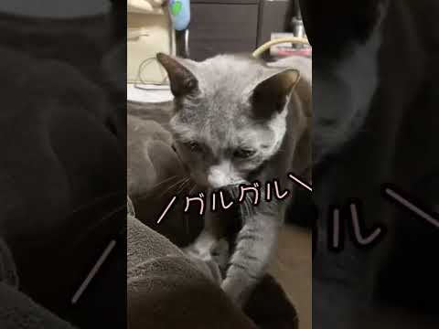 【アイドリング？】うどんをこねる猫