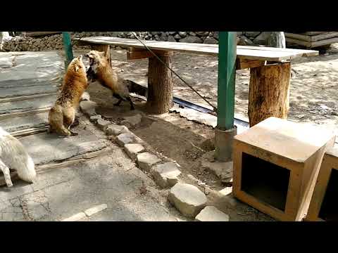 宮城蔵王キツネ村 ケンカ？求愛？-Fox Village in Zao Japan