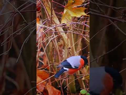 #wildlife Eurasian Bullfinch #birds