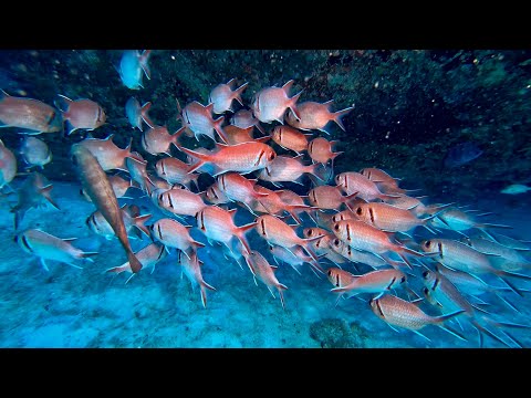 DIVING WITH SO MANY FISH AROUND THE WORLD - 90 MINUTE   UNDERWATER RELAXATION VIDEO