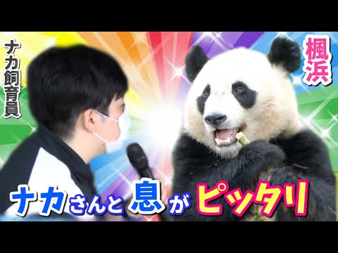 【パンダアイドル楓浜】ナカ飼育員のアナウンスとおじぎするふうちゃんの最強コンビ🐼