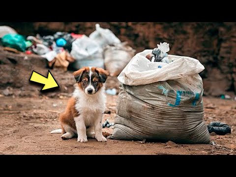 Puppy Chaos Ensues When I Let It Run Around a Slowly Moving Bag.