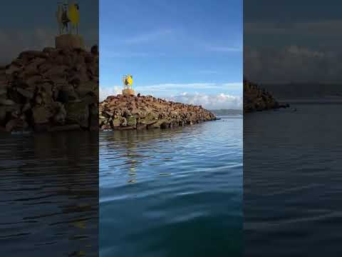 How Many Sea-lions Do You See? #sealions #bay #saltwater