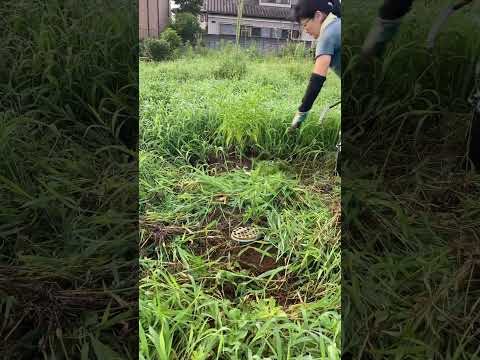 趣味草刈り#無肥料#家庭菜園