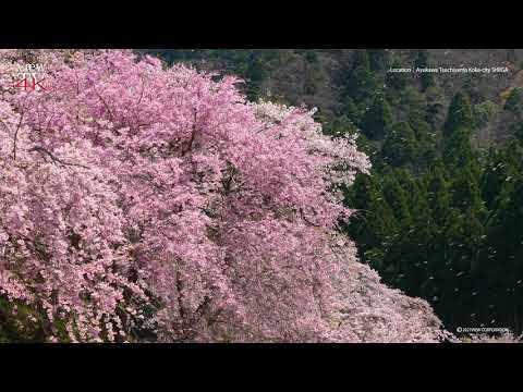 4K SHIGA [viewTV-109] 鮎河の千本桜 "Ayukawa's Thousand Cherry Blossoms"