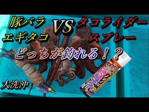 【タコ釣り】豚バラを巻いたエギタコVSタコライダースプレーをかけたエギタコはどちらが釣れるのか！？タコ船釣りで大洗沖の栄光丸さんに乗って検証します！