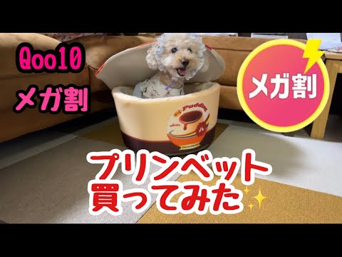 QOO10メガ割りは犬用品も安かった❣プリンベットを買ったらこうなりました