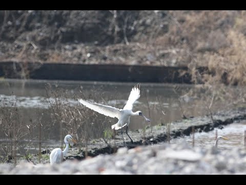 東港鎮的黑面琵鷺Platalea minor 56E （2024 11 07）