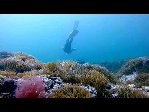 Freediving! Corals and Sea Anemones! February, 2016, Manazuru