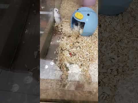 Restless Hamster🐹 I saw at a pet shop in Malaysia/マレーシアのペットショップで見かけた落ち着きのないハムスター🐹💨 #Shorts