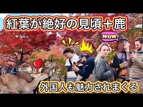 絶景紅葉とお辞儀する鹿に外国人観光客が大満喫！奈良公園と春日大社 2024 Autumn leaves