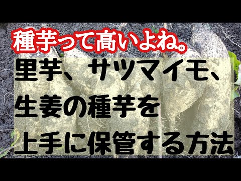 【種芋自給法】サツマイモ、里芋、ショウガの種芋を上手に保管する方法