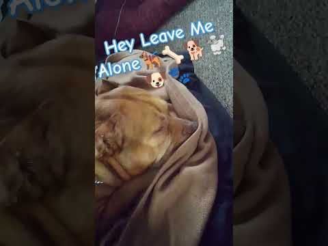 Honey I won't let the 🐕 sleep lol. #funny #pitbull #petsvlog #doglover #dogs