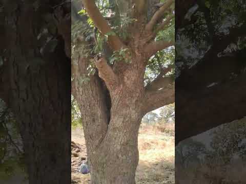 Tamarind tree in our farm. #farming #trending #farm #shorts