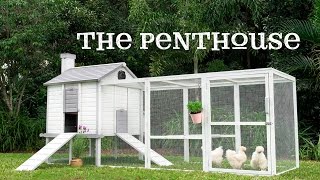 The Penthouse Backyard Chicken Coop