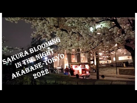 Sakura blooming 2022 - Diana (Koes plus) versi gitar genjreng santai