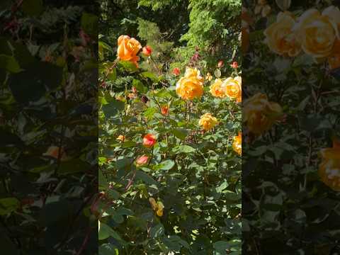 Lovely Roses in the Rose Garden at Golden Gate Park, San Francisco❤️