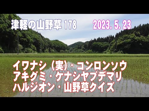 津軽の山野草178(ｲﾜﾅｼ、ｺﾝﾛﾝｿｳ、ｱｷｸﾞﾐ、ｹﾅｼﾔﾌﾞﾃﾞﾏﾘ、ﾊﾙｼﾞｵﾝ、山野草ｸｲｽﾞ)