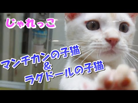 子猫のじゃれ合い　マンチカンの子猫とラグドールの子猫