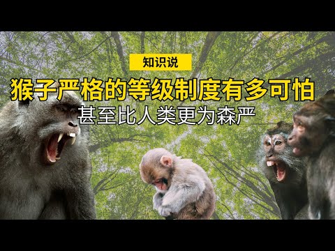 猴子严格的等级制度有多可怕，甚至比人类更为森严 - 知识说