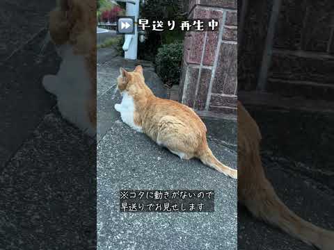 縁側ねこ コタの思い出｜お隣さんの評判が気になる？