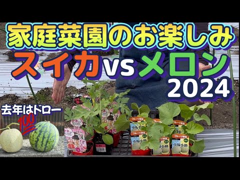 【楽しいスイカとメロン栽培2024】苗の植え付け完了！朝の寒暖差対策もバッチリ