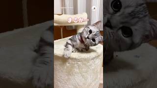 可愛すぎて出かけづらい…｜PECO #子猫 #マンチカン #愛猫家 #子猫のいる生活 #kitten #munchkin #catlover #kittenlife