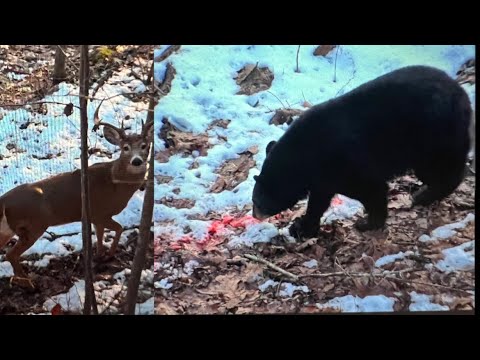 BEAR EATS HUNTER’S DEER!! HUNTER TAKES DOWN SECOND BEAR!!