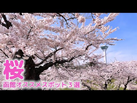 【函館】桜おすすめ3選｜函館観光｜函館旅行｜春旅｜ハコチャ