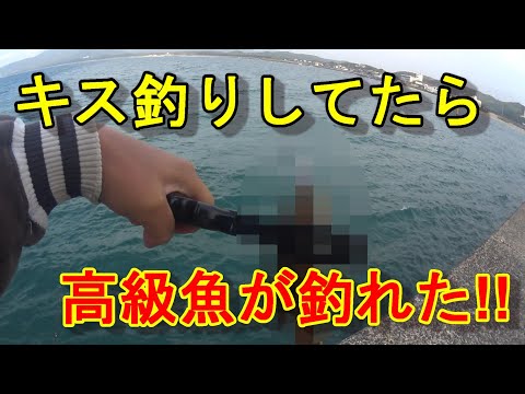 【福岡釣り】穴釣りでこの魚初めて釣った！高級魚らしい？【12釣目】