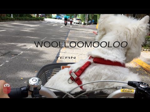 Vlog: Woolloomooloo Tern Cycling Day!